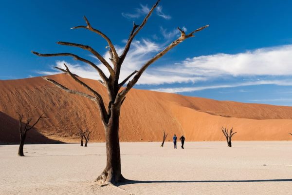A dead tree sits on a salt pan with a large red sand dune in the distance. A couple are silhouetted walking towards to dune. The sky is blue with a few wispy clouds