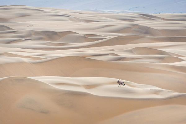 A sea of pale yellow sand dunes disappear into the distance. An oryx appears tiny as it trots right to left in the mid distance 