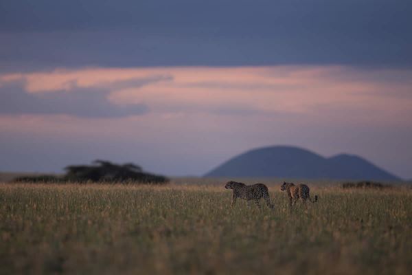 Two cheetah walk away from the camera across African grassland in evening light. In the distance are rounded hills in shadow