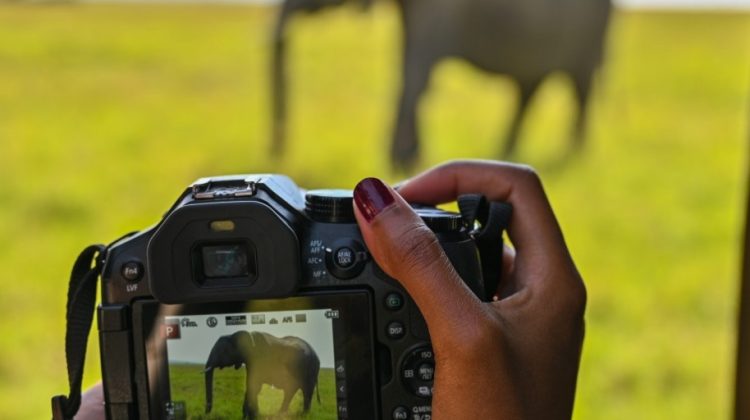 Which Safari Camera 2023?
