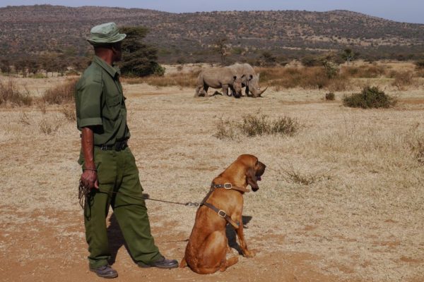 A ranger stands in the foreground with a bloodhound on a lead and harness alongside him. In the background on open grassland are two rhinos