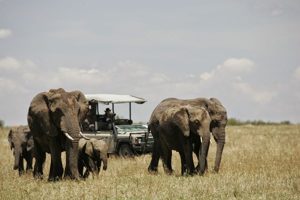 Five elephants, including two young calves, walk from left to right towards the camera. Behind them, on the short grassland plain, is an open sided safari vehicle with a shadecover for a roof
