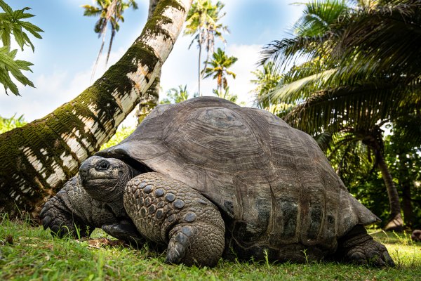 Aldabara Giant Tortoise