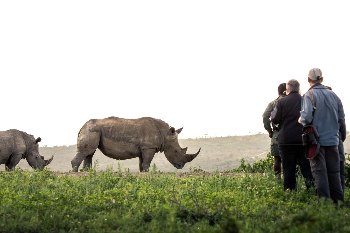 Rhino at Rhino Ridge 