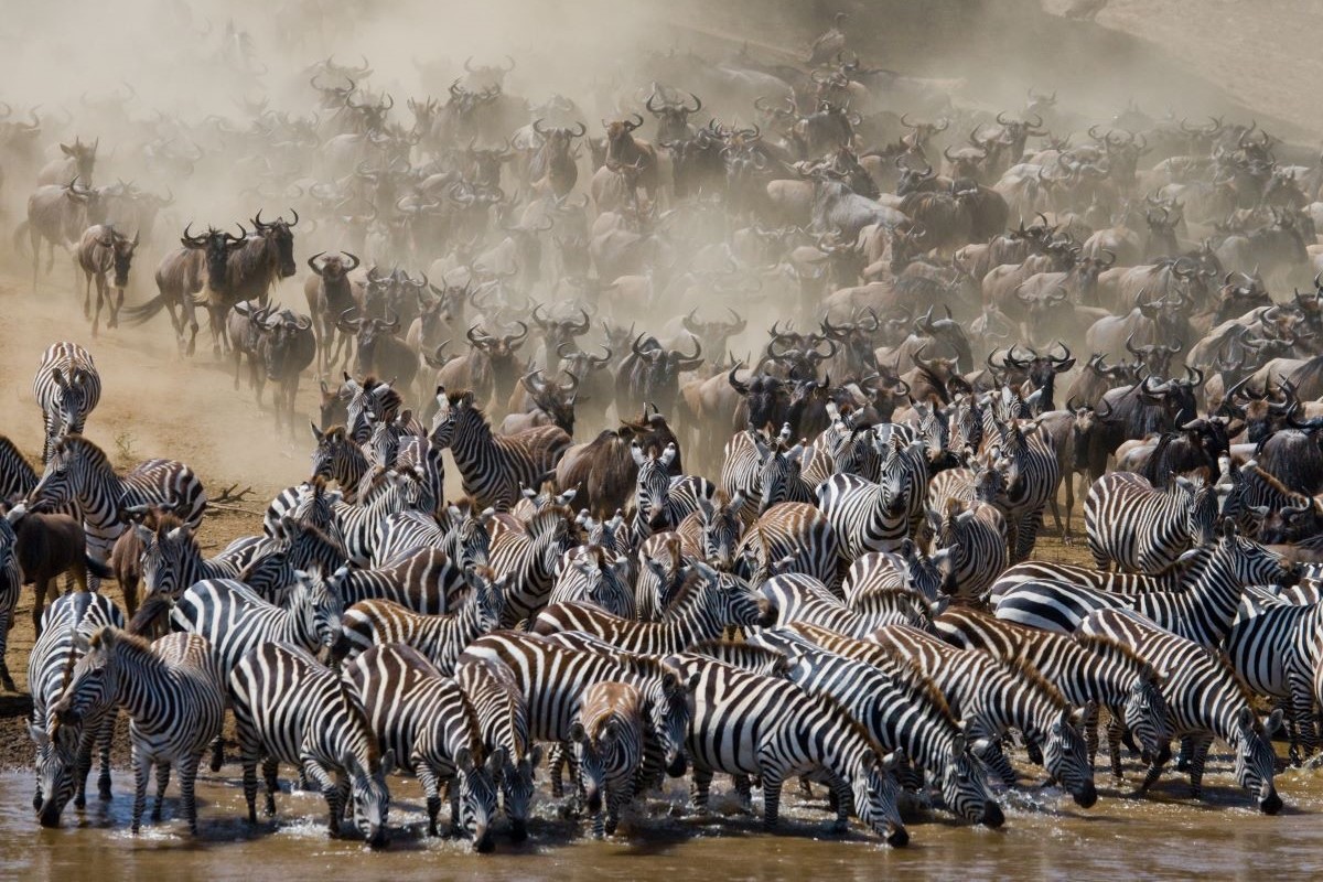 Family Safari Holiday, Wildebeest Migration, Kenya, Africa
