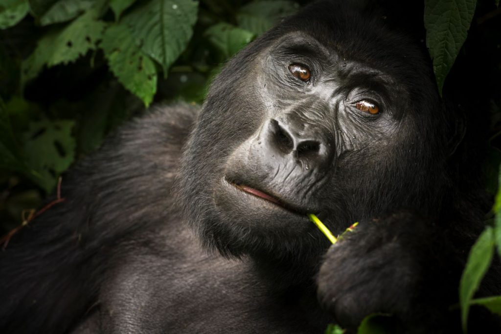 Gorilla Forest Camp, Uganda, Africa