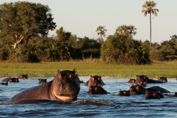 Mombo Hippo Okavango Delta 