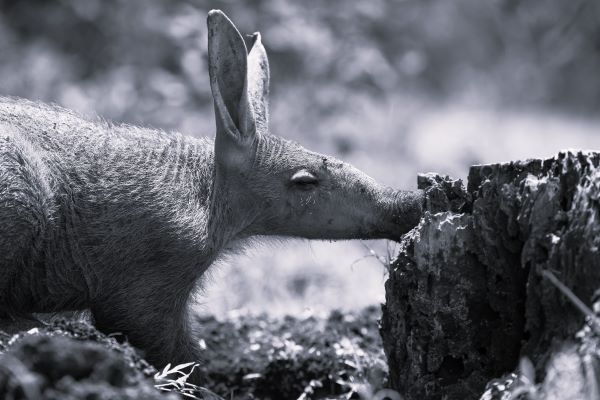 Aardvark at night - Adam Bannister