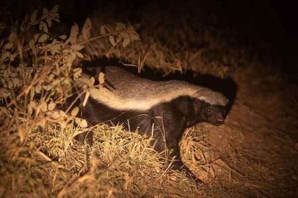 Kariega Game Reserve - Honey badger