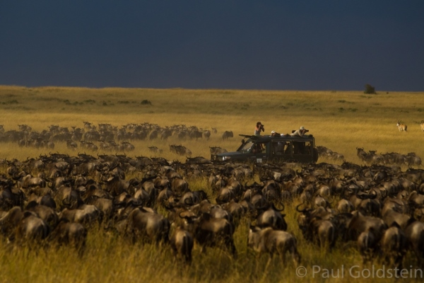 Kicheche Mara Camp wildebeest migration