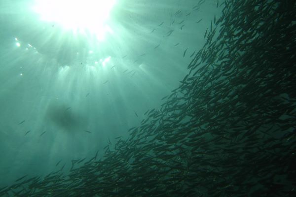 sardine-shoal-creative-commons-via-tanaka-juuyoh